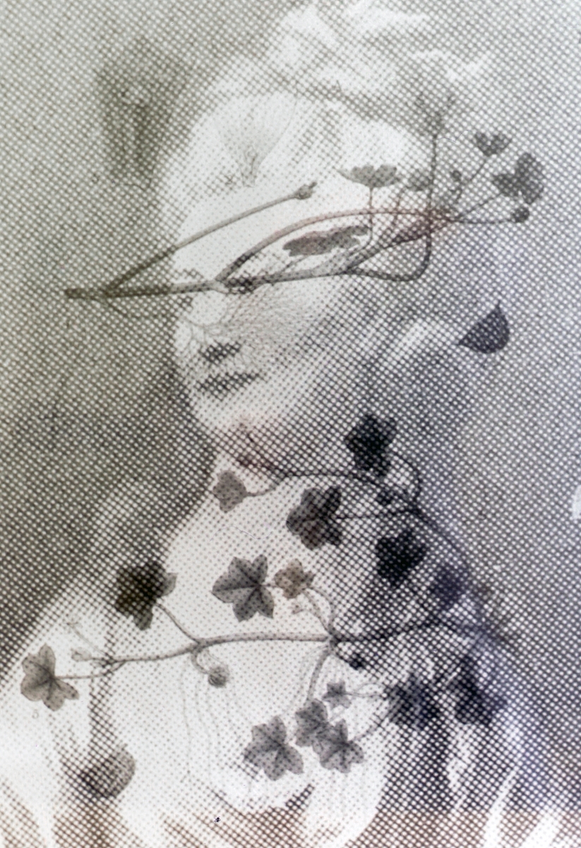 Verket fremstiller Corona Schroeter (1751-1802), en tysk sangerinne og musikker. Hun er blant annet kjent for å sette musikk til tekster av Friedrich Schiller og Johann Wolfgang von Goethe. 
Planten som er avbildet kalles "Vassoleie" (Ranunculus hederaceus) og er utryddet i Norge.