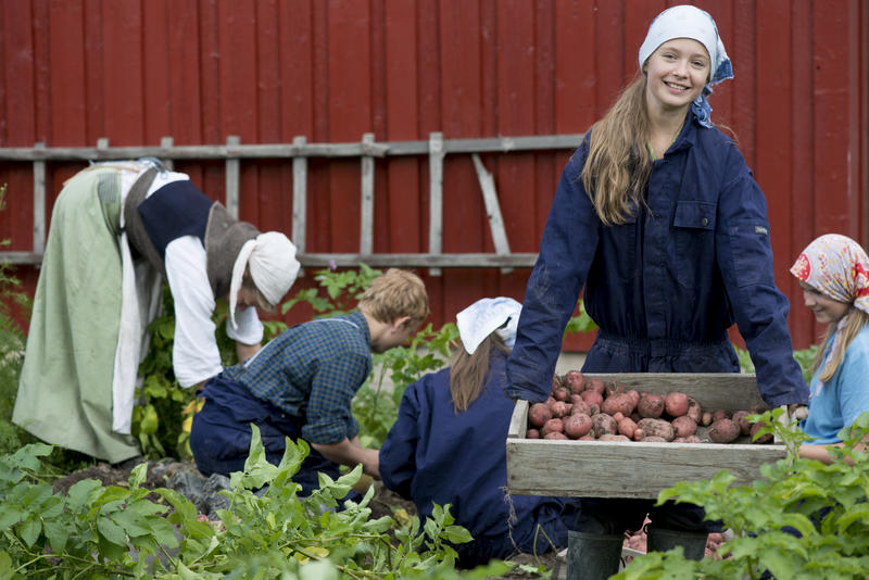 En gruppe ungdom tar opp poteter i Friluftsmuseet