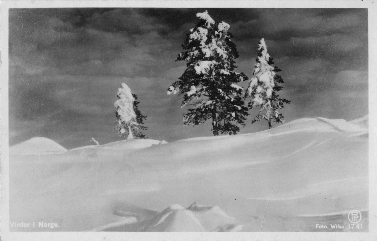 Postkort. Vinterlandskap med snø og trær.