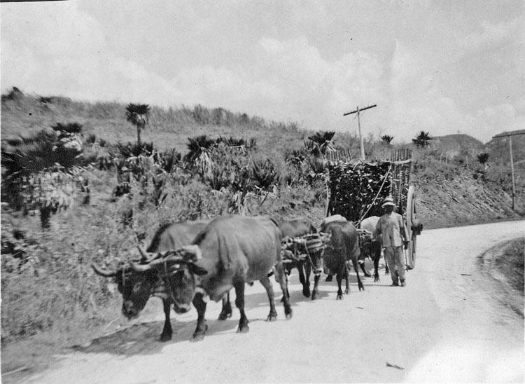 Fora med sockerrör. På vägen till Matanzas. Januari 1918