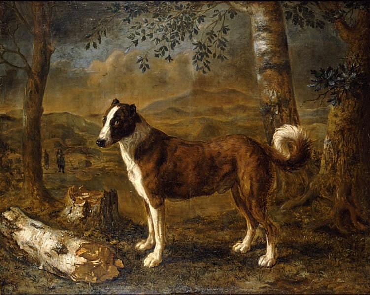 Hund i landskap