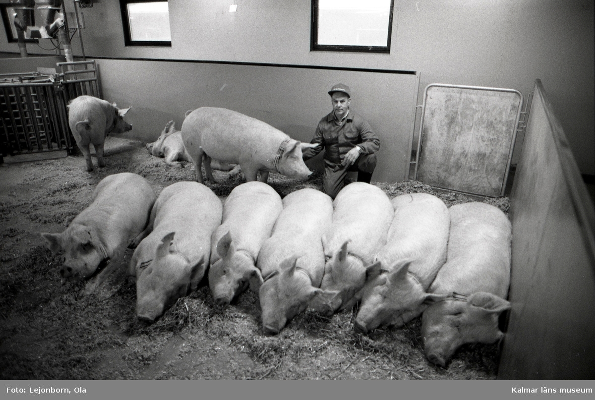 SCAN KLS, styrelsen

Boris Franzén och hans sovande grisar.