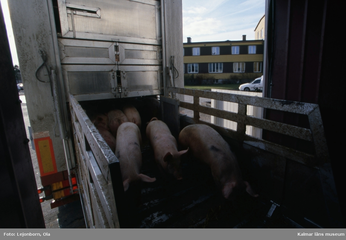 280 grisar från Skåne transporteras till Scan KLS.