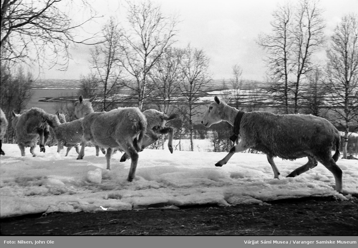 Sauer på vandring om våren i Bunes. Bildet er tatt ved huset til Signe og John Ole Nilsen. Angsnes i bakgrunnen. April 1967
