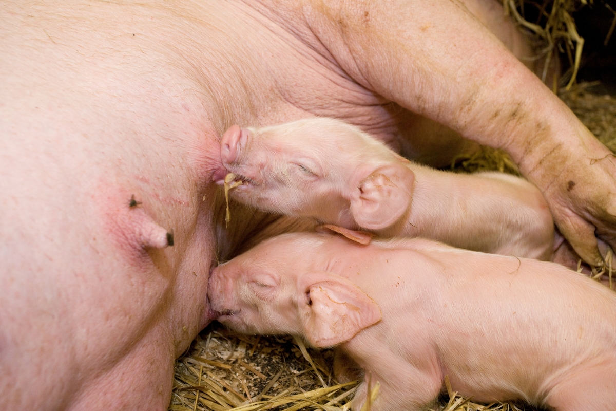 Nyfødte grisunger suger på purkas spener