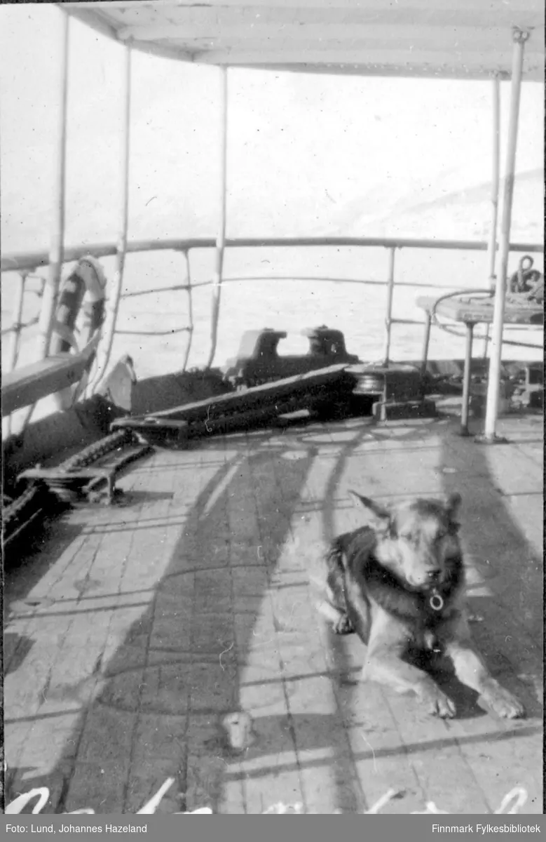 Hund på dekket på Hurtigruta