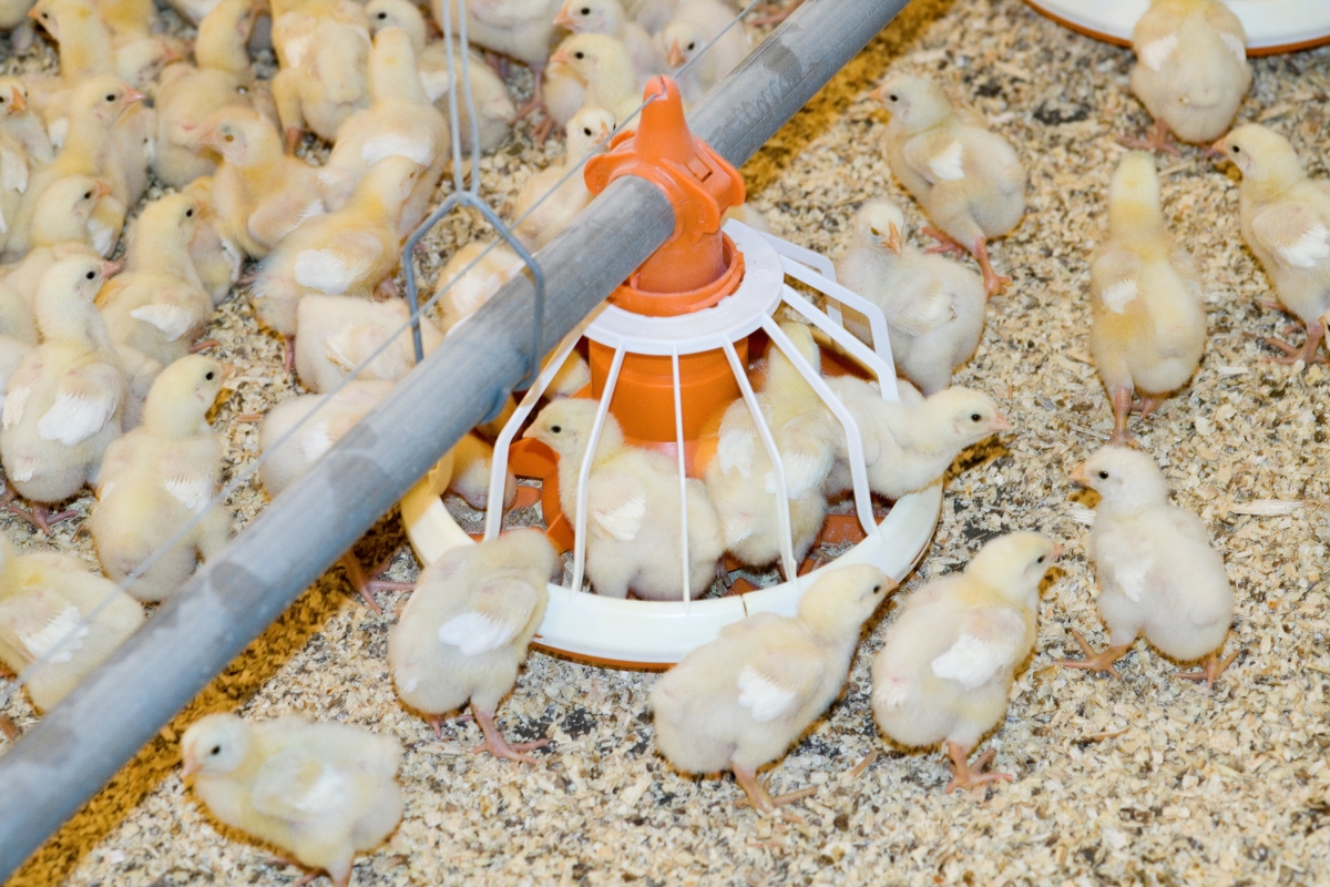 Foringsautomat og kyllinger i kyllingefarm