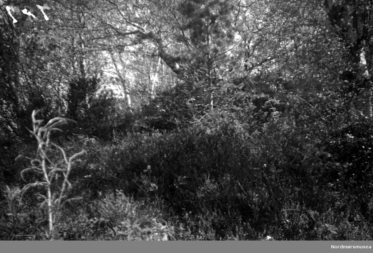 Et avdekt "gravkammer" som ble avdekket på Kongshaugens nordside på Bjerkestrand i 1870 årene, er her sterkt gjenngrodd. En gammel bjørk står nå rett overfor hullet inn til graven. I 1870 så man store steiner omgi hullet. Omkring bjørken så man konturene av en gravrøys eller gravhaug. Bildet er datert Mai 1946. Fra Nordmøre Museums fotosamlinger. 