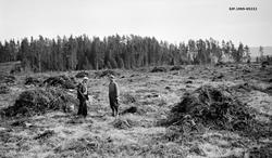 Ryddet hogstflate i Hverven skog i Norderhov på Ringerike.  