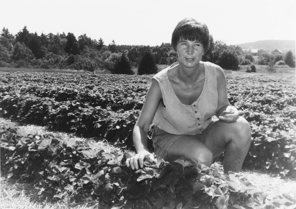 Anne Karlsen (?) tilbød selvplukk av jordbær på gården i Solbergveien, Slattum