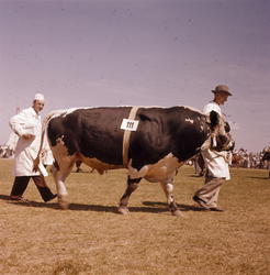 Okse presenteres på fesjå.