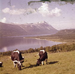 Ved Gjevilvatnet Trollheimen