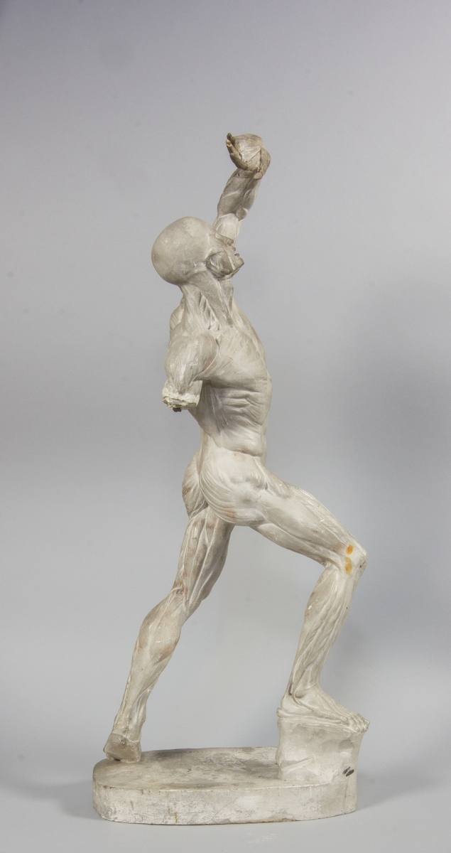 Man i helfigur, stående. En arm lyft över huvudet. Muskler och senor väl utarbetade. Anatomisk modell.