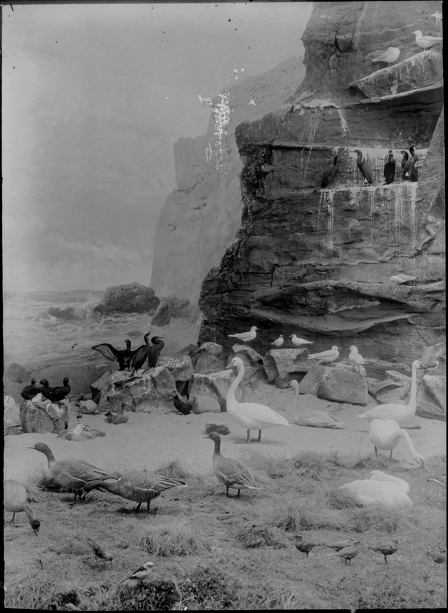 Diorama från Biologiska museets utställning om nordiskt djurliv i havs-, bergs- och skogsmiljö. Fotografi från omkring år 1900.
Biologiska museets utställning
Svan
Sångsvan
Cygnus Cygnus (Linnaeus)
Skarv
Phalacrocorax Carbo (Linnaeus)