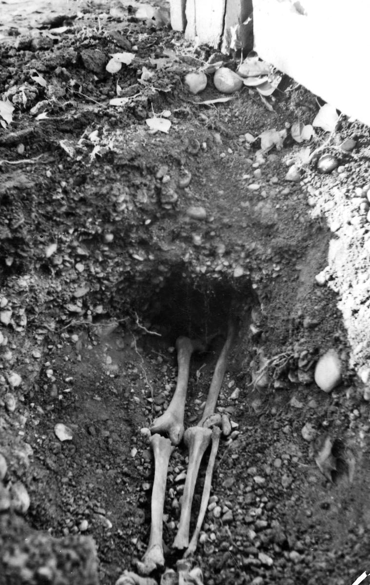 Skelettben från grav V, i gamla stan 1938-39.