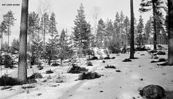 Furubestand, fotografert fra Vestseterveien ved Sollibråten 