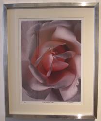 Blomst/rose "Fra min hemmelige hage". [Foto]