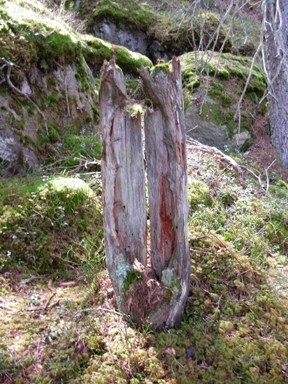 Tjärtall
Foto av tjärtall, rest av tjärtall i form av en fragmentarisk stubbe,  Raä 512 d, 2010-05-04