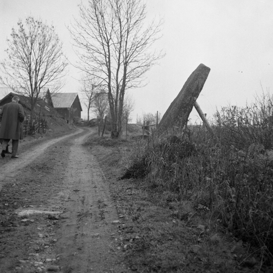 Resning av runsten i Kårestad 1964.