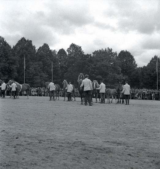 Hästar, 1942. Pristagarna vid lantbruksutställningen.Några män i ljusa jackor och skärmmössor m.m., håller i några (arbets-)hästar på skolgården till dåv. Växjö Högre Allmänna Läroverk.