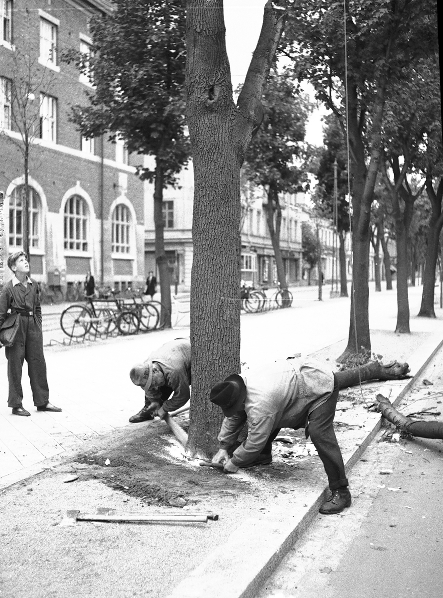 Män som fäller träd med såg. Augusti 1940. "Gefle Dagblad"