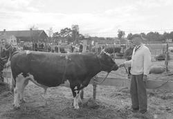 Storfeutstilling på Leangen Travbane