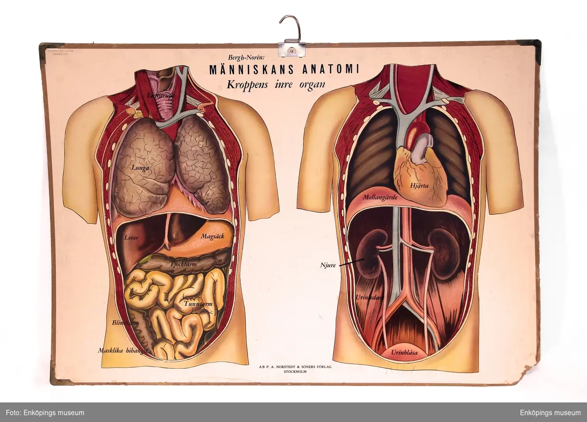 Skolplansch, människans anatomi kroppens inre organ.