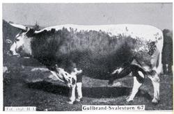 Gulbrand Svalestuen 67.
