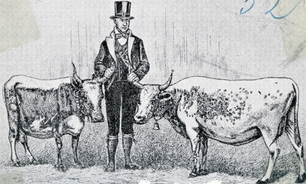 Halvor M. Midbøen frå Morgedal på landbruksmøte i Gøteborg i 1871 med to kyr som blei sendt til kongens gard, Berghamra ved Ulrikstad i Sverige.