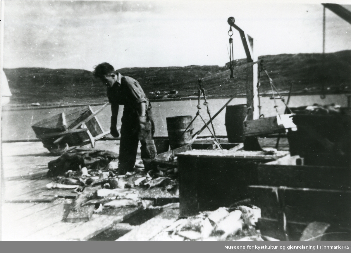 Ragnar Gjerp jobber med fisk på kaia i Risfjorden.