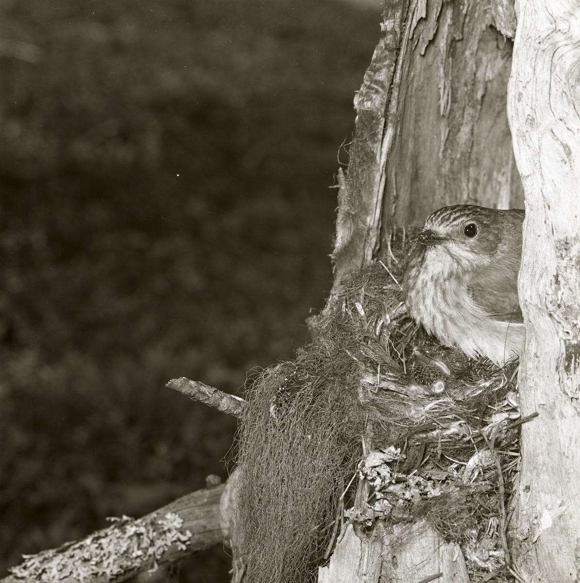 Lavar, mossa och kvistar sticker ut från öppningen i trädet där fågeln byggt bo. Fågelhonans näbb tittar också ut medan hon värmer en gökunge under sina varma fjäderdun. Ungens ögon och näbb är stängda medan den får omvårdnad från honan.