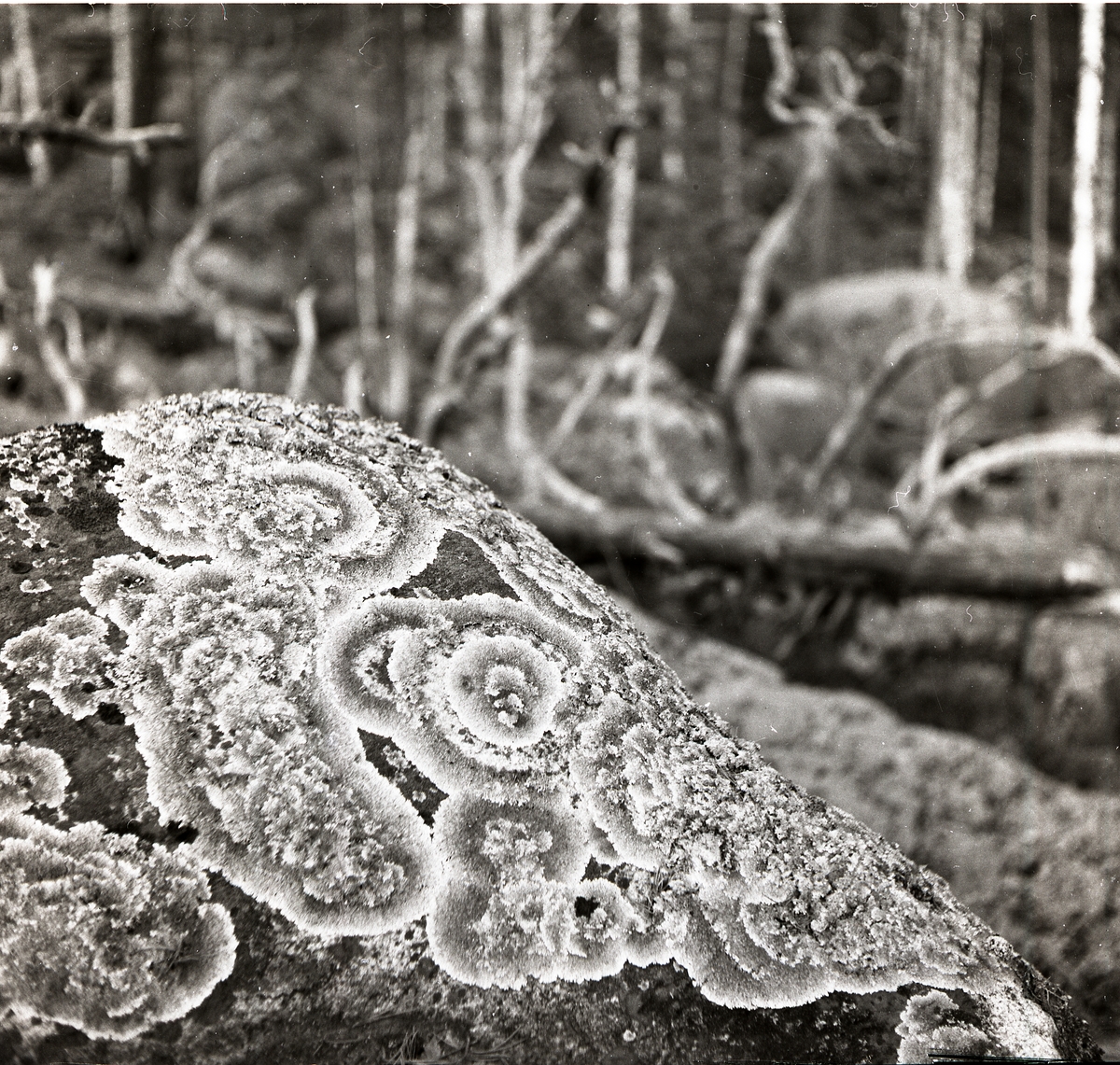 Lavarnas cirkulära mönster är närmast ett naturligt konstverk där de växer på stenen. Det nedfallna döda trädet i bakgrunden ger en kuslig folksägen känsla till bilden.
Sten med mossa.