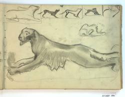 Studie av katte/ hundedyr [Tegning]