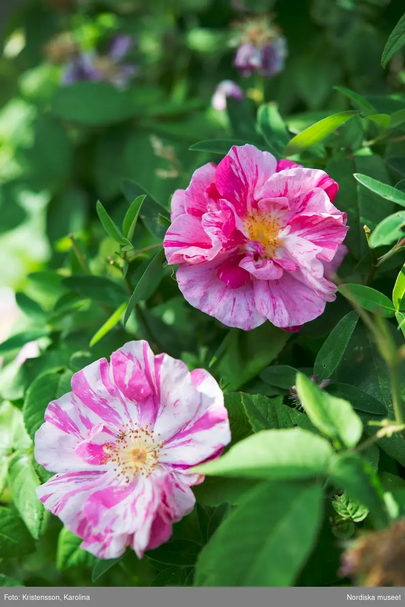 Svindersvik, Svindersviksrosen och andra blommor i trädgården, syren, förgätmigej, tusensköna, äppelblom