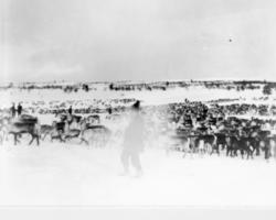 Ålma jih bovtse/ mann og rein