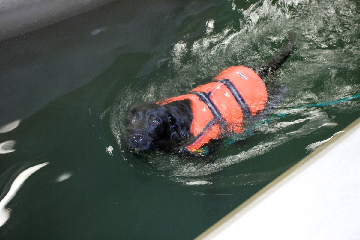 Svømme- og rehabiliteringssenter for hest. Hund svømmer i svømmebasseng.