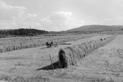 Slåttonn på Øvre Rotvoll