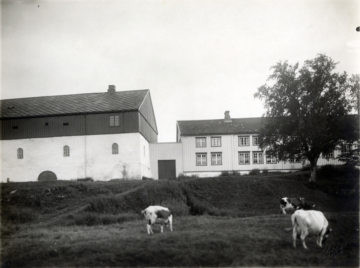 Ringve gård. Bildet viser uthusbygningen og Wesselbygningen sett fra nordsiden. Fremfor gården går det tre kyr som beiter.