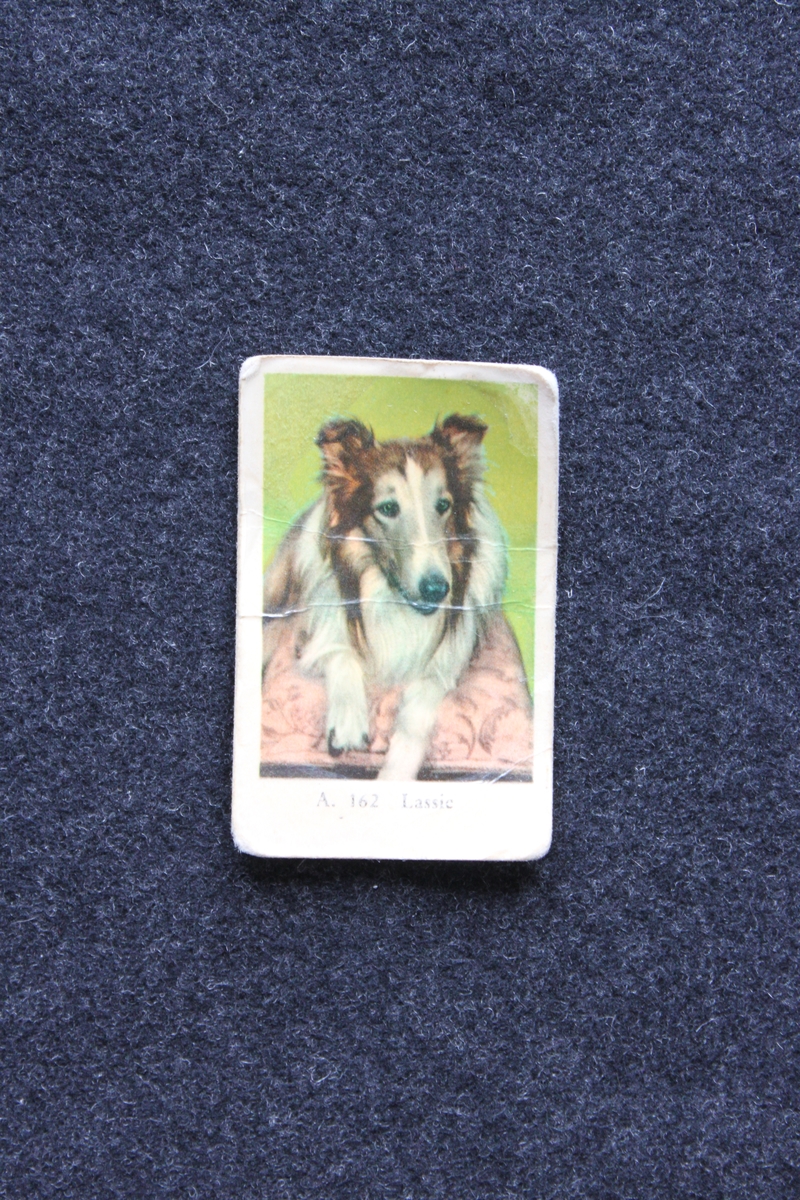 Filmstjärnebild  med foto föreställande hunden Lassie