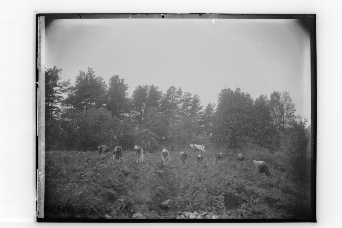 Potatisplockare, 8 personer.
I bakgrunden ett par oxar som är spända för åder.
Bengt Törnblom