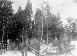 Tømmerkjøring i Tårnbyskogen i Rømskog i 1930-åra.
På lasse