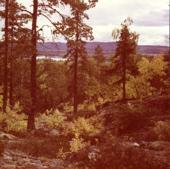 Hälsingland i höstskrud,1962.
