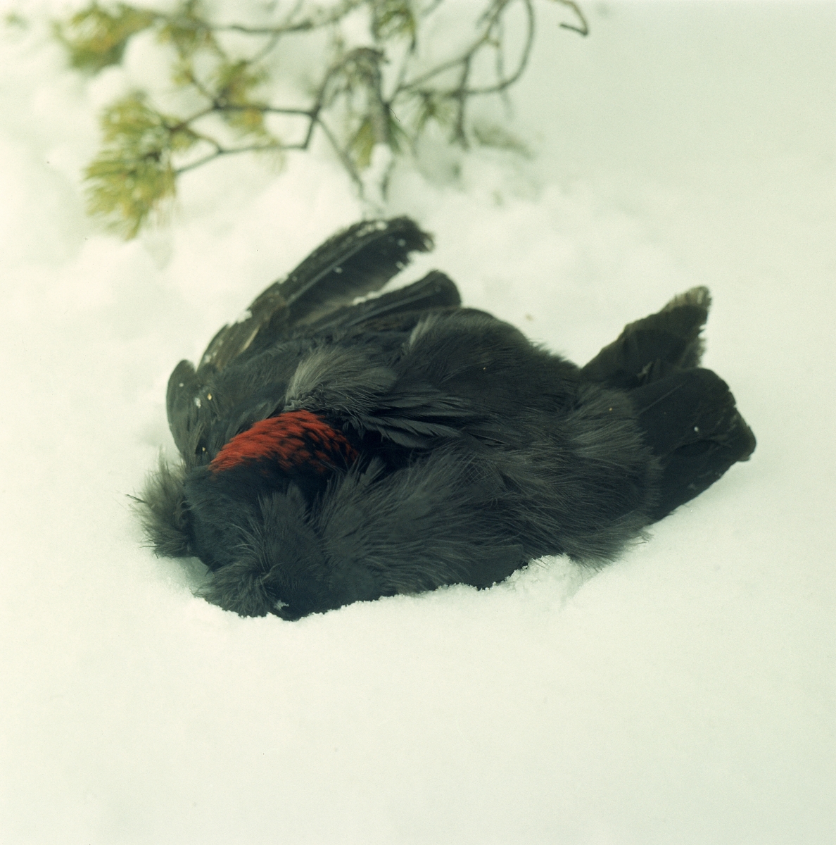 En död spillkråka ligger i snön, med en tallkvist i bakgrunden.