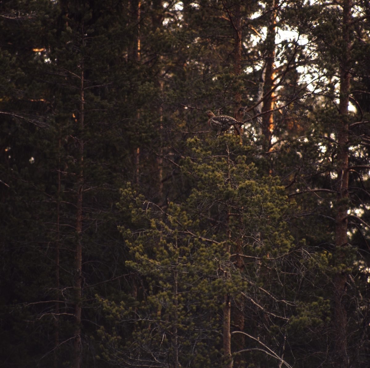 En tjäderhöna sitter uppe i en talltopp i skogen.