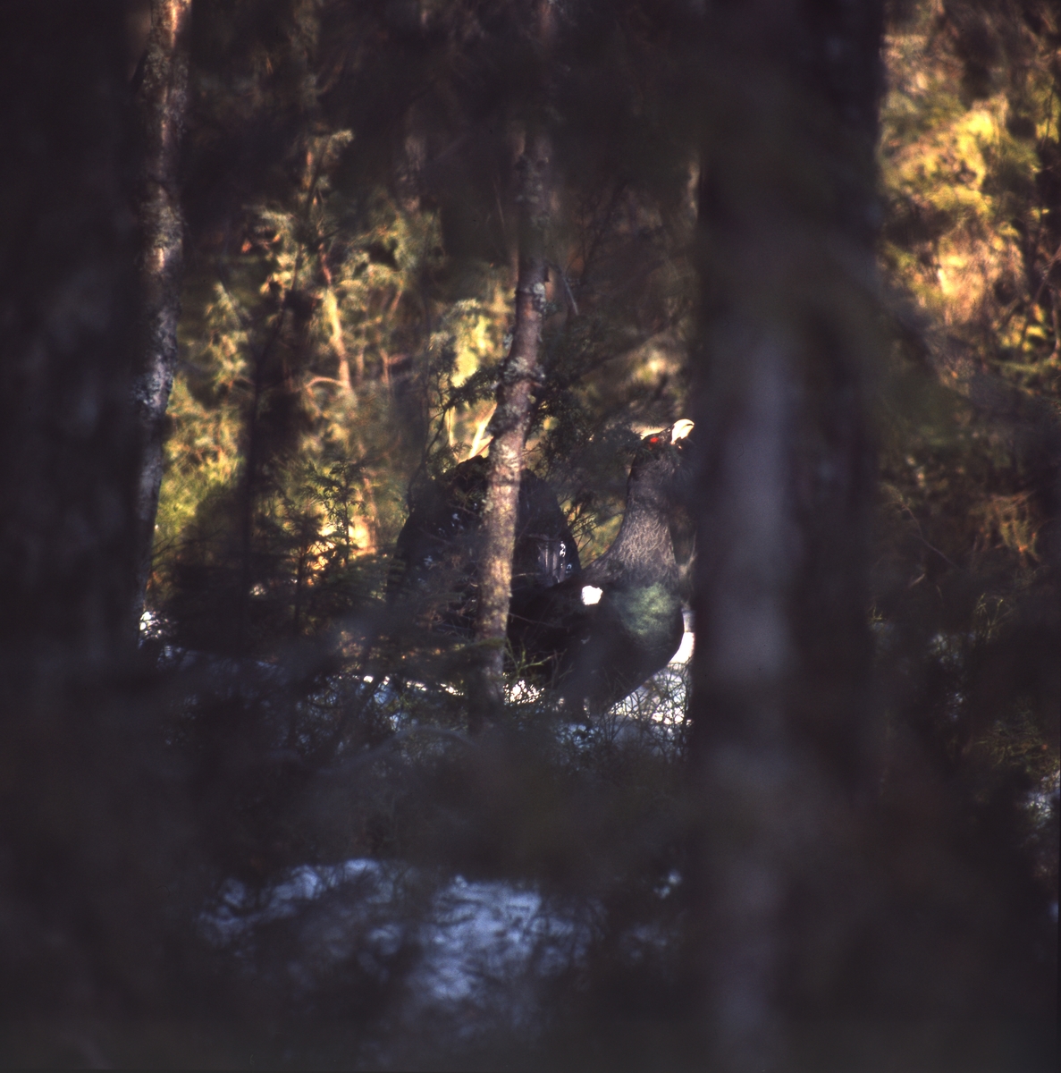 En tjädertupp skymtar mellan stammarna i skogen.