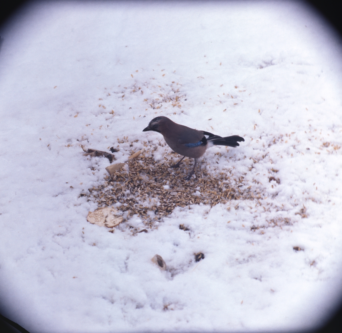 En sidensvans sitter bland fågelfrö på snöig mark.