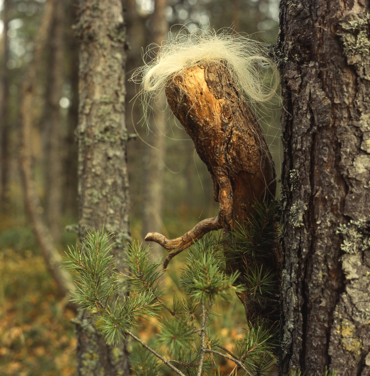 Trätrollet Skrälla Skrälle kikar fram bakom en tallstam i skogen.