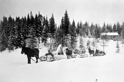 Tømmerkjøring på Gåsa i Rømskog 1946. Høisveen-folk er med p