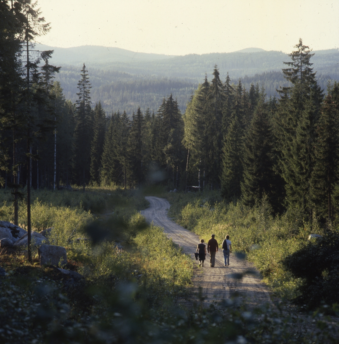 Tre människor promenerar utmed en grusväg omgiven av stora skogar.