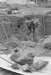 Funn av et hvalskjelett under graving av tomt på Moholt